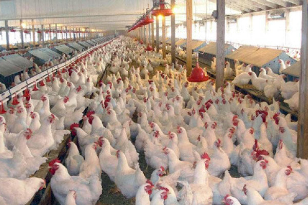 ارسال ۹ میلیون طیور گوشتی از اردستان به کشتارگاه‌های سطح کشور