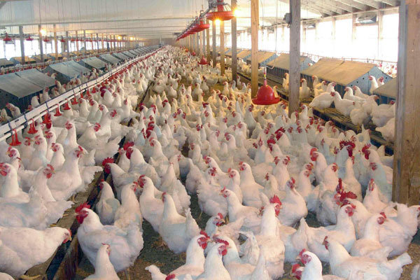 ۱۰ درصد گوشت مرغ کشور توسط استان اصفهان تولید می‌شود