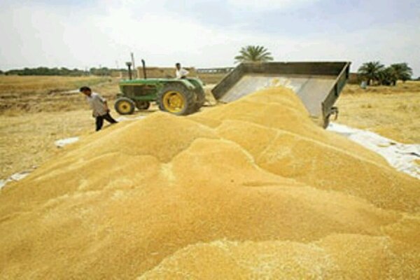 ۱۷۰ هزار تن گندم از کشاورزان استان اصفهان خریداری می شود