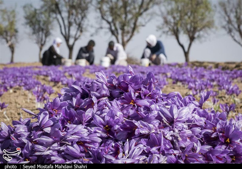 لبیک کارآفرین اردستانی به «جهش تولید»/تولید و صادرات زعفران با اراضی استیجاری