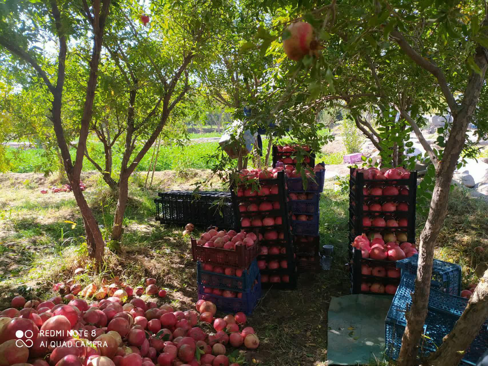 ۷۰ درصد «یاقوت سرخ» اردستان به دلیل کمبود صنایع تبدیلی ارزان فروخته می‌شود