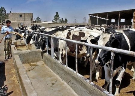 عدم تجمیع دامداری‌های سنتی اردستان؛ معضلی که شهروندان را به ستوه آورده است