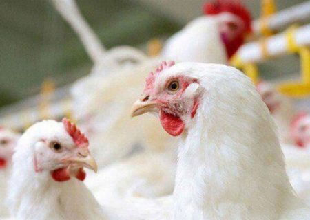مرغداران قطب تولید گوشت مرغ استان اصفهان از کمبود نهاده رنج می‌برند