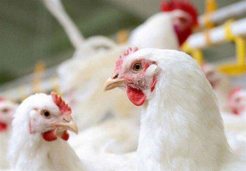 مرغداران قطب تولید گوشت مرغ استان اصفهان از کمبود نهاده رنج می‌برند