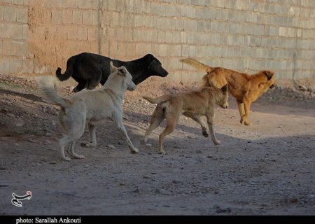 چرا شهرداری اردستان نسبت به جمع آوری سگ های ولگرد اقدام نمی‌کند?