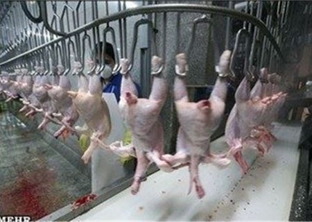 ماجرای گوشت‌های سفید بدون کیفیت در قطب اول تولید مرغ استان اصفهان چیست؟