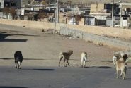 سگ‌های ولگرد جان دانش‌آموزان اردستانی را تهدید می‌کند