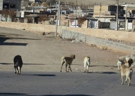 سگ‌های ولگرد جان دانش‌آموزان اردستانی را تهدید می‌کند