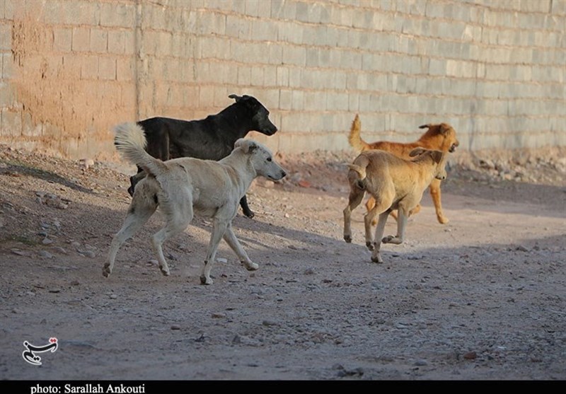 بیماری “هاری” و معضل سگ‌های ولگرد مردم اردستان را تهدید می‌کند
