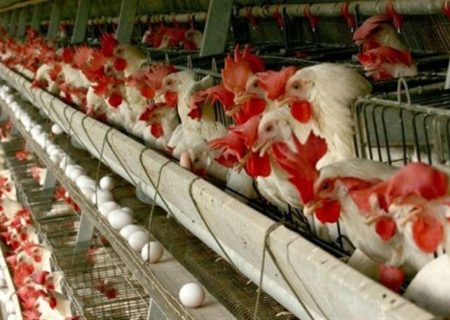 بزرگترین مرغداری تخم‌گذار کشور در اردستان به بهره‌برداری می‌رسد