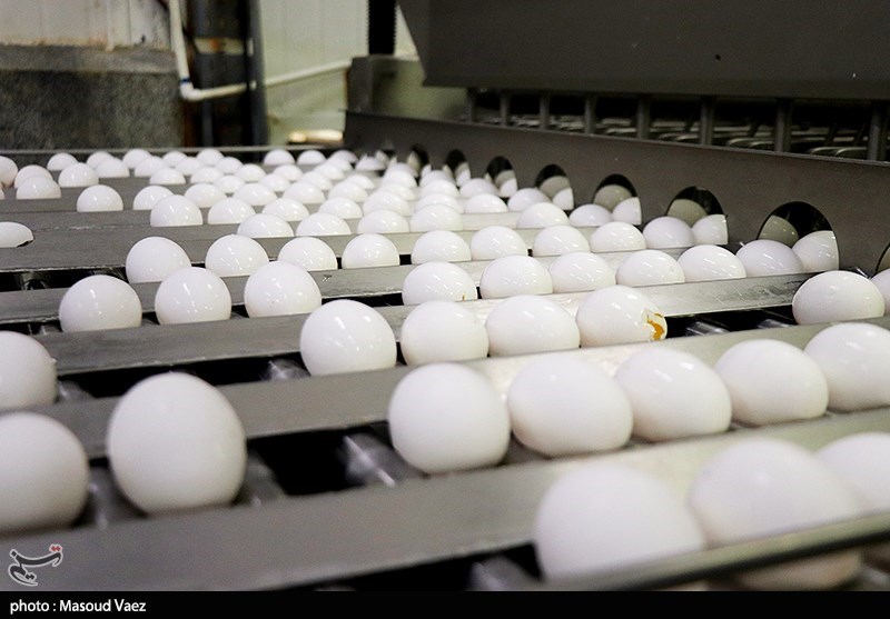 گرانی قیمت تخم‌مرغ در قطب تولید استان اصفهان