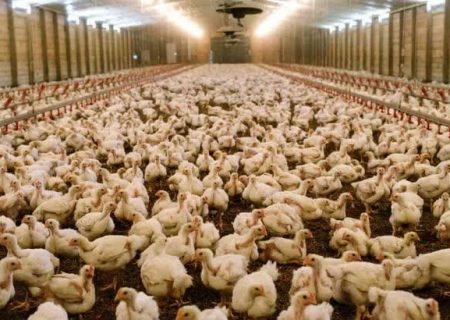 جریمه ۲۳ میلیارد تومانی مرغدار متخلف در اردستان