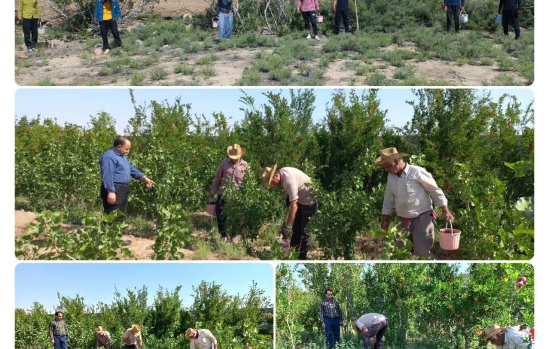 طرح مبارزه با مخزن بیماری سالک در کانون های آلوده شهرستان اردستان آغاز شد